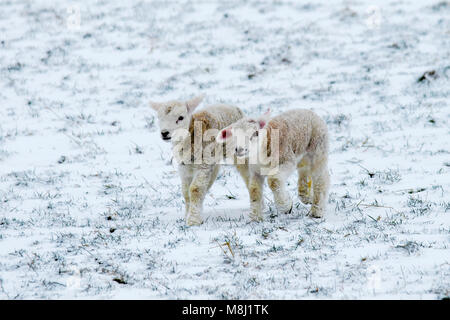 Ravenstonedale, Cumbria. UK Wetter. 18. März, 2018. Neugeborene Texel/Lämmer mit der Ewe in den bitterlich kalte Winde und starke Schneeschauer. Tier aus dem Osten 2' das Land, in Schneeregen und Schnee mit mehr Sibirische Wetter auf dem Weg, die Härte und Hunger Tiere an entfernten Standorten zu decken. Bis zu 20% der Neugeborenen Lämmer sterben vor dem Absetzen. Die meisten dieser Todesfälle treten in den ersten drei Tagen des Lebens. Fast 80 % dieser Todesfälle geschehen, da die Lämmer nicht saugen ausreichend Kolostrum und Milch schnell nach der Geburt. Stockfoto