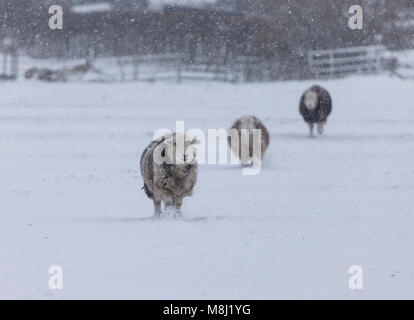 County Durham. Sonntag 18. März 2018. Wetter in Großbritannien. Bestie aus dem Osten 2. Es ist 'snow Problem' für diese winterharte Herdwick Schafe, wie der Schnee fällt um sie in Teesdale, County Durham, Nordostengland. David Forster/Alamy Live News Stockfoto