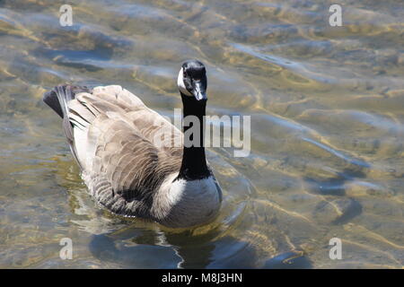 Eine kanadische Gans schwimmt auf dem ruhigen Wasser Stockfoto