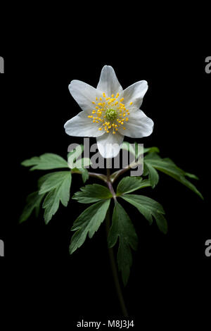 Ein Buschwindröschen, Anemone officinalis, in Wäldern im Frühling gefunden. North Dorset England UK GB. Auf einem schwarzen Hintergrund in einem Studio fotografiert. Stockfoto