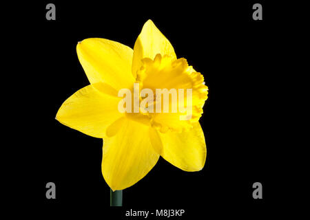 Eine Narzisse auf schwarzem Hintergrund in einem Studio fotografiert. Dorset England UK GB Stockfoto