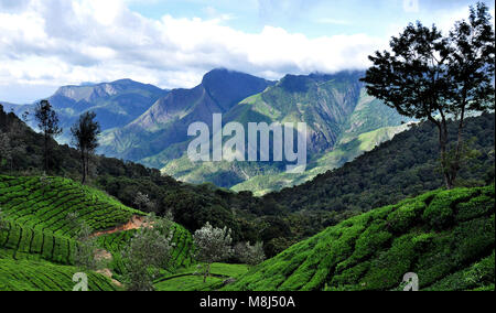 Dieses Foto ist vom Munnar, Munnar ist ein sehr baeutiful höchste Stelle in Kerala, Indien. Stockfoto