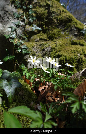 Die ersten Buschwindröschen von Frühling, wächst zwischen den Wurzeln eines Baumes, mit Efeu, Moos und Farnen verflochten. Stockfoto