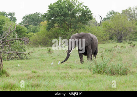 Afrikanischer Elefant (Loxodonta africana). Nach Bulle mit Reiher (Ardeola ibis), in Anwesenheit von gestört Wirbellosen. National Park. Okav Stockfoto