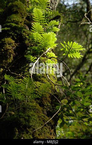 Farn und Moos bedeckt Baum Stockfoto