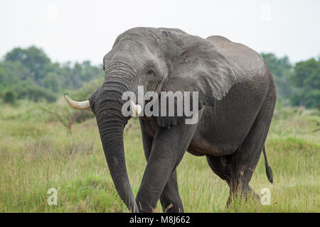 Afrikanischer Elefant Loxodonta Africana. Obwohl geschützt, noch Pochierte für Côte d'Ivoire Händler, eine Art der Erhaltung Sorge. Auch in Botswana geschützt. Stockfoto