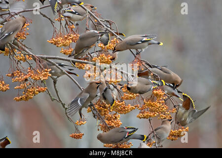 Bohemian waxwing Bombycilla garrulus Gruppe Fütterung auf Mountain Ash Beeren Canford Heide Dorset England UK Januar 2005 Stockfoto