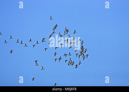 Eurasischen pfeifente Anas penelope Herde im Flug Islay Schottland Stockfoto