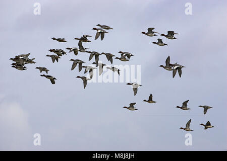 Eurasischen pfeifente Anas penelope Herde im Flug Norfolk, England Stockfoto