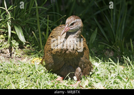 Weka Gallicolumba australis Schiff Cove Queen Charlotte Sound South Island, Neuseeland Stockfoto