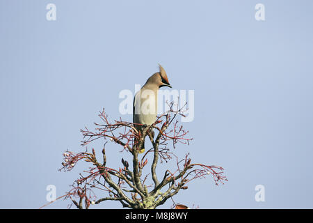 Bohemian waxwing Bombycilla garrulus thront auf einem Kaschmir eberesche Sorbus cashmiriana in der Nähe von Romsey Hampshire England Stockfoto