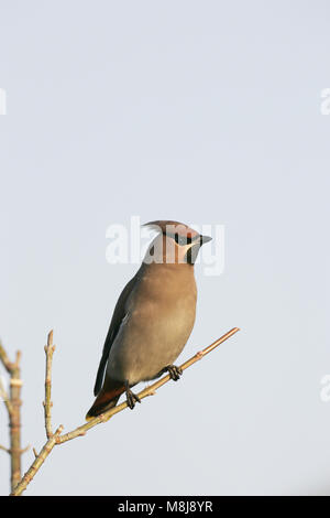 Bohemian waxwing Bombycilla garrulus Ringwood Hampshire England Stockfoto