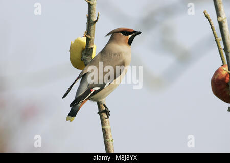 Bohemian waxwing Bombycilla garrulus Ringwood Hampshire England Stockfoto