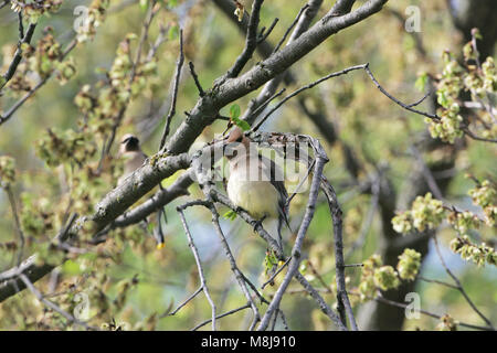 Cedar waxwing Bombycilla cedrorum in Amerikanische ulme Ulmus americana Stockfoto