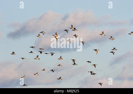 Eurasischen pfeifente Anas penelope und Nördlichen pintail Anas acuta Herde im Flug über Catcott tiefen Somerset Wildlife Trust Reserve Somerset Levels Englan Stockfoto