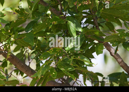 Orange - gekrönte warbler Vermivora celata juvenile Maxwell Wildlife Refuge Kansas USA Stockfoto