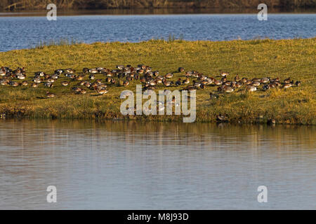 Eurasischen pfeifente Anas penelope Herde weiden und grünen Halbinsel Ibsley See Blashford Seen reservieren Hampshire und Isle of Wight Wildlife Trust Reserv Stockfoto