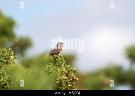 Dartford warbler Sylvia undata Gesang aus Stechginster Ulex europaeus New Forest National Park Hampshire England UK Juni 2016 Stockfoto