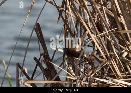 Warbler Seidensänger Cettia cetti unter toten Rohrkolben Typha latifolia stammt Quinta Lago Teil des Naturschutzgebiet Ria Formosa Algarve Portugal Februar tun Stockfoto