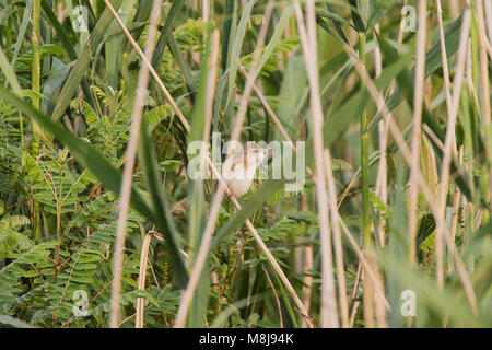 Marsh warbler Acrocephalus palustris thront auf einem Stamm von Schilf Phragmites australis Nationalpark Kiskunsag Ungarn Juni 2017 Stockfoto