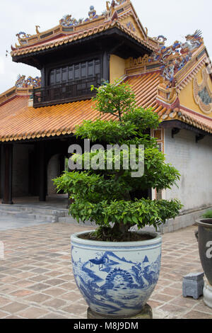 Bonsai vor chinesischen Tempel Stockfoto