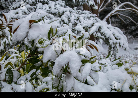 Schnee auf der Blätter und Zweige der Magnolia grandiflora muss sorgfältig aus, gebürstet zu werden, wie das Gewicht der Baum beschädigt werden können. Stockfoto