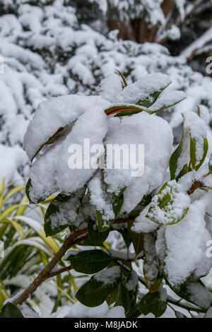 Schnee auf der Blätter und Zweige der Magnolia grandiflora muss sorgfältig aus, gebürstet zu werden, wie das Gewicht der Baum beschädigt werden können. Stockfoto