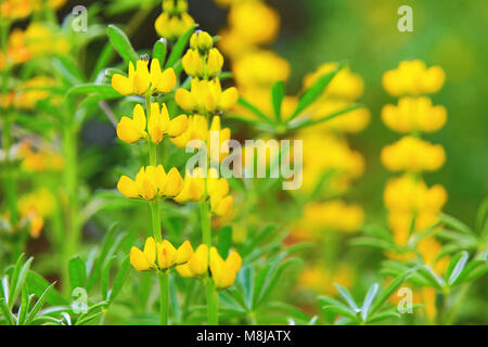 Gelb Matt Ice Blüten Nahaufnahme, schöne gelbe Blumen blühen auf dem Land Stockfoto