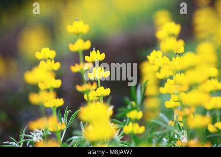 Gelb Matt Ice Blüten Nahaufnahme, schöne gelbe Blumen blühen auf dem Land Stockfoto