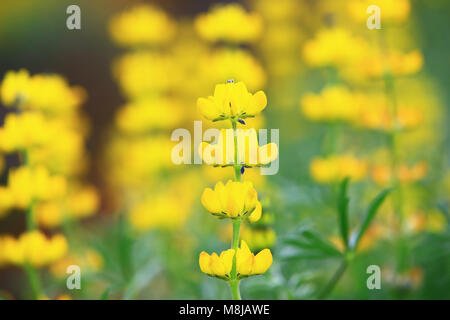 Gelb Matt Ice Blüten Nahaufnahme, schöne gelbe Blumen blühen auf dem Land Stockfoto