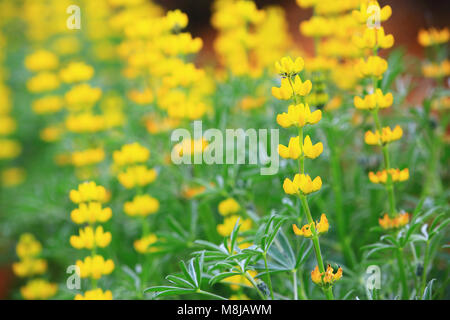 Gelb Matt Ice Blüten Nahaufnahme, schöne gelbe Blumen blühen auf dem Land Stockfoto