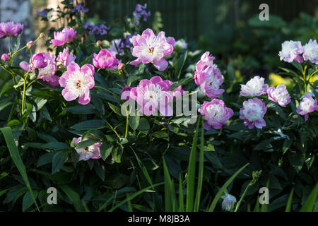 "Schüssel der Schönheit "gemeinsamen Garten, Luktpion Pfingstrose (Paeonia lactiflora) Stockfoto