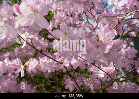 Royal Azalee, Koreansk Azalee (Rhododendron schlippenbachii) Stockfoto