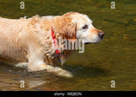 Ein erwachsener Golden Retriever Hund genießen Sie ein in einem englischen Fluss schwimmen Stockfoto
