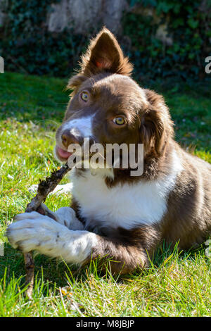 Keine holen, nur kauen! Stockfoto