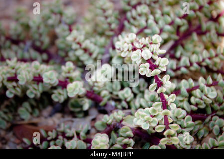 Wüste Sukkulenten / Anlagen Stockfoto