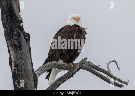 Bald eagle Hocken im Yellowstone National Park. Stockfoto