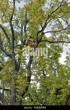 BANSKA STIAVNICA, SLOWAKEI - 28. SEPTEMBER 2017: unbekannter Mann Arbeiter Kletterer schneidet die trockenen Zweigen von Kettensäge auf Der riesige Baum. Stockfoto