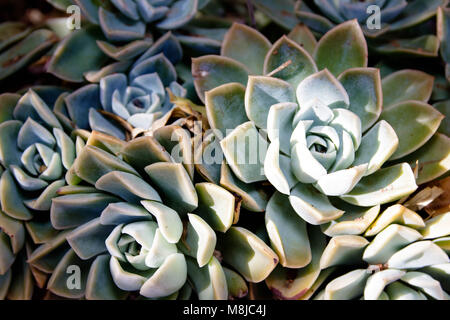 Desert Rose succcullent Stockfoto