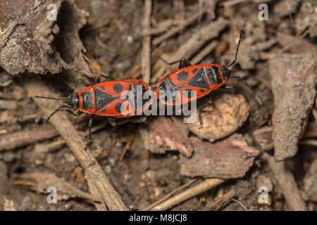 Pyrrhocoris apterus, firebug, Makro Foto zwei gepaarte pyrrhocoris apterus Kriechen Stockfoto