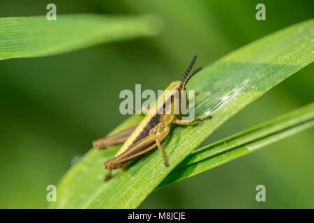 Heuschrecken sind Insekten der Unterordnung Caelifera Makroaufnahme der Grüne Heuschrecke Stockfoto