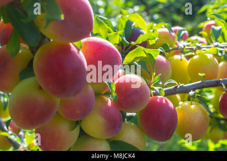 Prunus domestica frische organische Früchte rote reife Pflaume Mirabelle Stockfoto