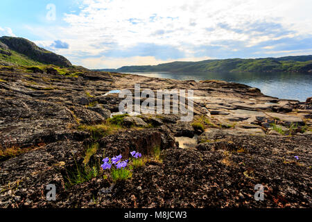 Küste der Barentssee im Norden polar Sommer. Arktischen Ozean, Halbinsel Kola, Russland Stockfoto