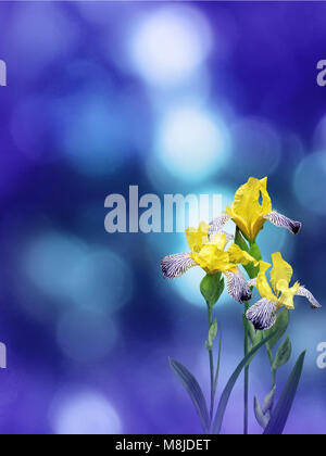 Gelbe Iris Blumen auf dem Violett Blau verschwommen Bokeh ba Stockfoto