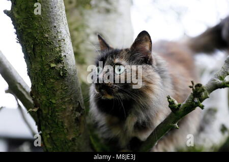 Schöne schildpatt Katze, neugierig Stockfoto