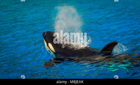 Ein Killer Wale (Orca) im Wasser spielt. Stockfoto