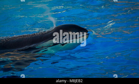 Ein Killer Wale (Orca) im Wasser spielt. Stockfoto