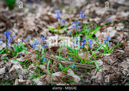 Blaue Blümchen zuerst auf einem leeren Boden im Frühjahr. Saisonale natürliche floral background Stockfoto