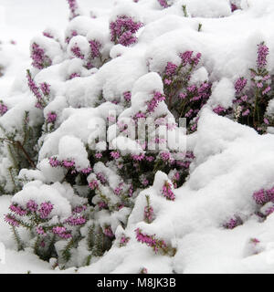 Purple Heather, die sich aus dem Schnee im Frühling Stockfoto