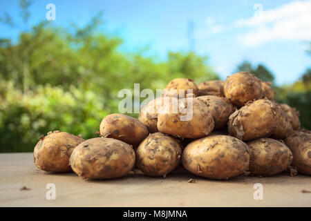 In der Nähe von Reifen rohe Kartoffeln auf den Tisch im Garten. Stockfoto